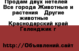 Продам двух нетелей - Все города Животные и растения » Другие животные   . Краснодарский край,Геленджик г.